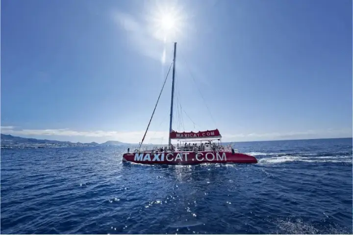 Croisière écologique baleines & dauphins (1)