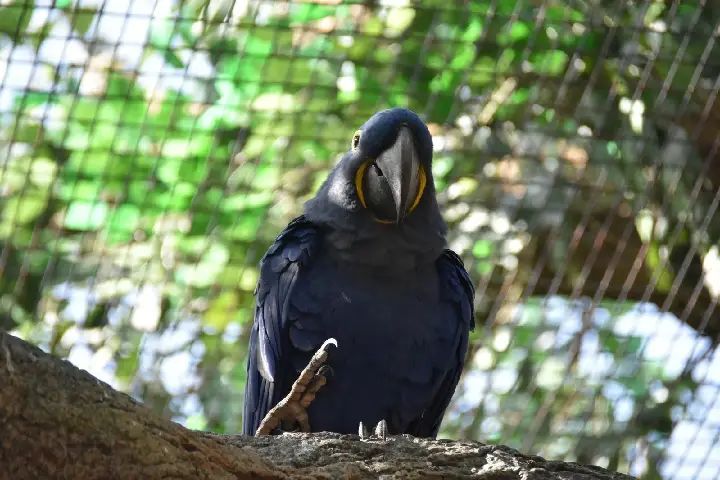 Journée Inoubliable au Loro Parque (2)