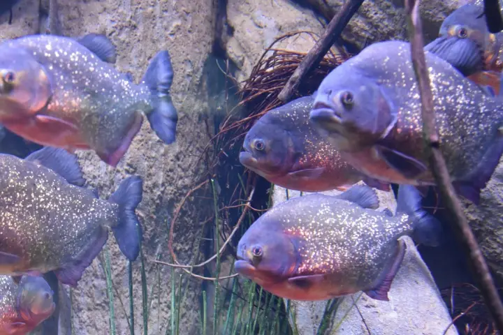 Journée Inoubliable au Loro Parque (4)