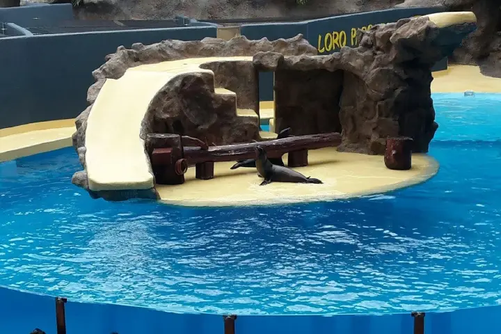 Journée Inoubliable au Loro Parque (7)